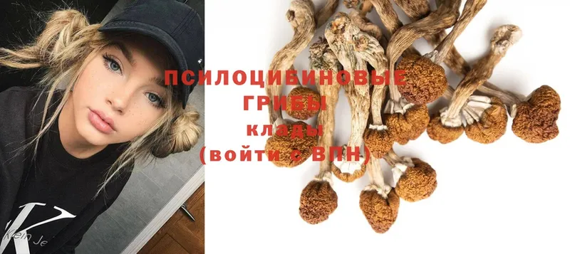 где найти наркотики  Арсеньев  Галлюциногенные грибы Psilocybe 